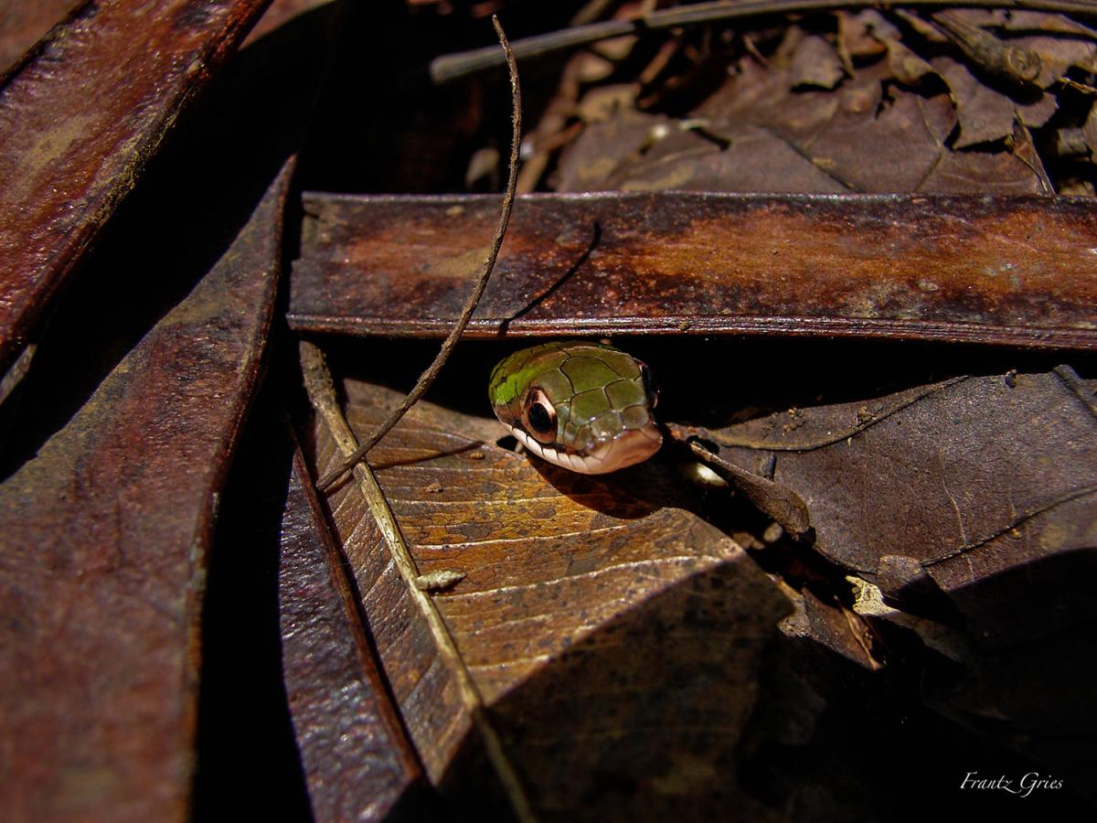 Erythrolamprus reginae